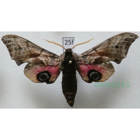 Smerinthus ocellata (Linnaeus, 1758) Poland25f